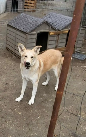 LENNI - bringt Lebensfreude ins Haus (wartet noch in Rumänien) Bild 2