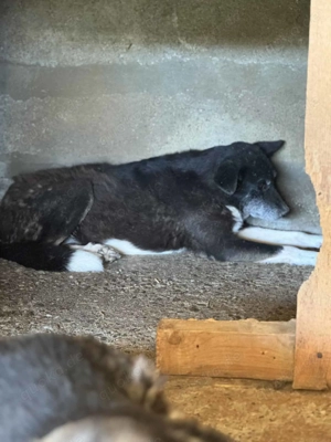 Lexi S ca. 43 cm   wünscht sich Geborgenheit