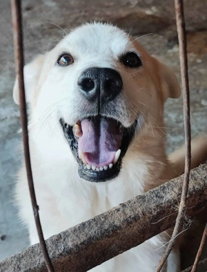 Jon Snow ca. 48 cm   der Interessierte