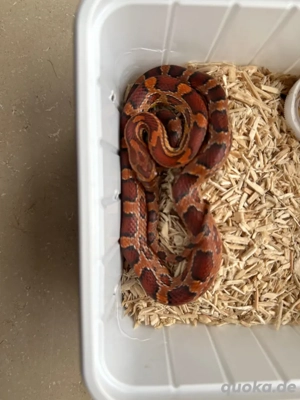 kornnatter 10 monate 