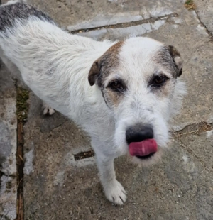 Milo, ehemaliger Streuner sucht nun warmes Zuhause