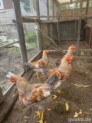 Bielefelder Kennhuhn 