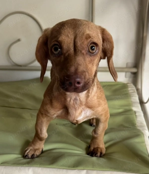 *ILSE* - kleines Dackelwelpchen - sie hat aber noch ein wenig Probleme mit dem Hinterbein