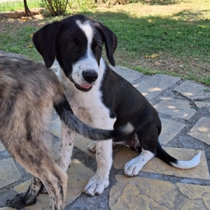 Sophia (Hündin Welpe) - sucht ein Zuhause   eine Pflegestelle