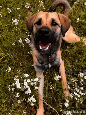 akita-dobbermann-labrador Mix 