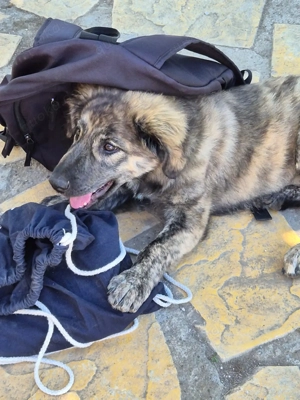 Rhonda (Hündin Welpe) - sucht ein Zuhause   eine Pflegestelle