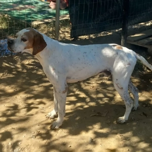 Odysseus (Rüde Notfellchen) - sucht ein Zuhause