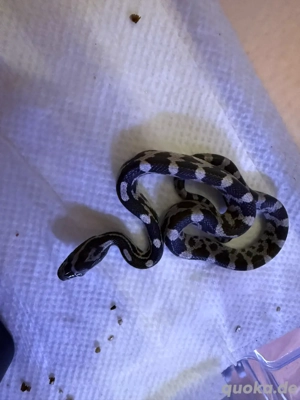 kornnatter Miami Anery het Snow