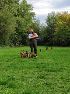 Malinois Welpen suchen ein Zuhause.
