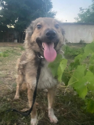 PACHA - wo darf sie glücklich werden? (wartet in Rumänien)