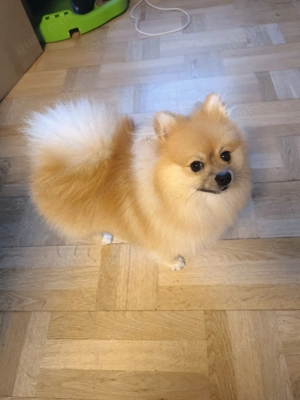 Pomeranian-zwergspitz 8 Monate 