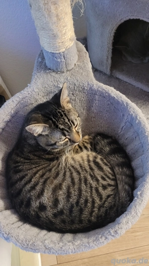 Süßer verschmuster Kater sucht liebevolles zuhause