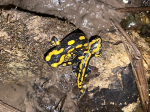 Feuersalamander 