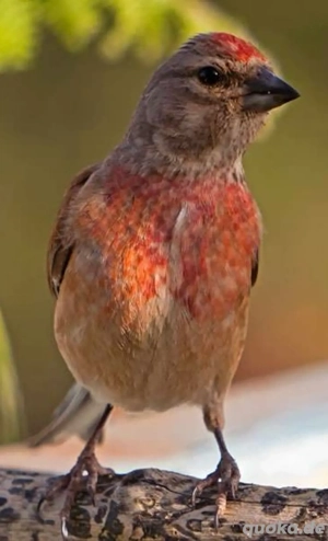 Suche Bluthänfling 1.1 