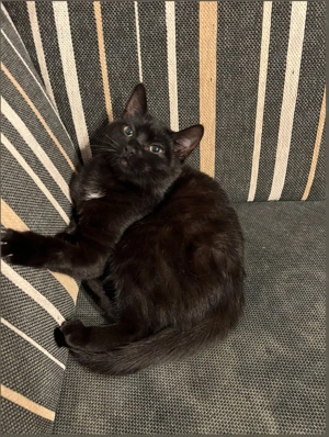 1 Jähriges Kätzchen abzugeben