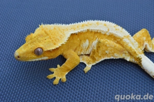 0.1 pet only Kronengecko