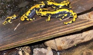Feuersalamander Solinger 