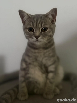 charmante Britisch Kurzhaar