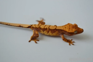 0.0.1 pet only Kronengecko