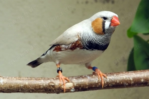 Suche Schauzebrafink Maske Grau