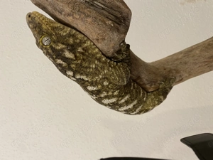 Verkaufe 0.2 Rhacodactylus Leachianus Pine Island