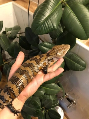 Biete Blauzungenskink Merauke
