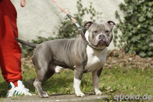 American bully  Deckrüde