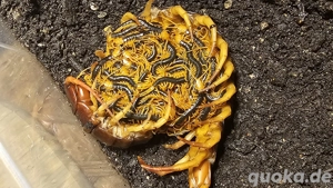 Scolopendra dehaani yellow leg 