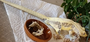 Kronengecko high end  Lily white 1.0 Bild 4