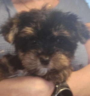 Yorkshire Terrier Welpen in den Farben Golden Dust, Biewer und Blue and tan bei Dresden