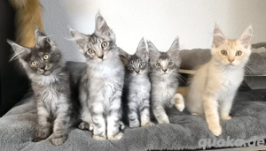 Maine Coon kitten mit Stammbaum
