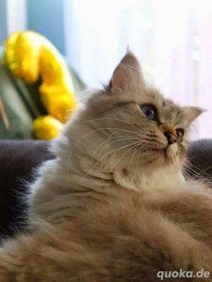 Geplanter Ragdoll-Wurf 