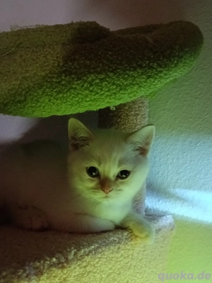 bkh reinrassige abholbereit kitten weiß Point blaue Augen Schnee
