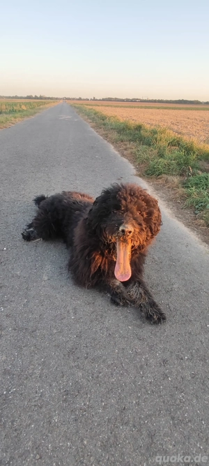 Junger Mischlings Rüde meiner Eltern (Rentnerehepaar)