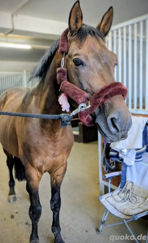 wunderschöner deckhengs