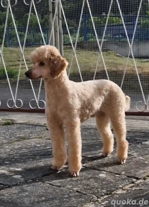 Apricot Zwergpudel Pudel Deckrüde FCI mit Erfahrung 