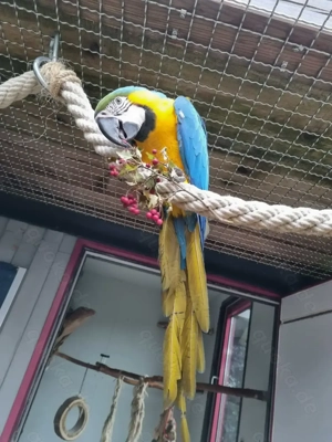 Gelbbrustara- Henne in liebevolle Hände abzugeben