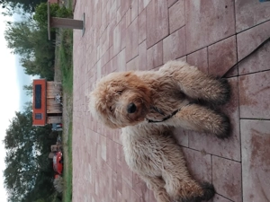 1 Labradoodle Rüde ab zu geben Bild 6