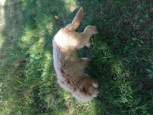 1 Labradoodle Rüde ab zu geben Bild 7