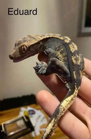 Kronengeckos Pärchen inkl. Terrarium und Zubehör