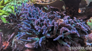 Koralle Meerwasser Acropora Miyagi Xxl Bild 6