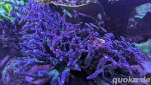 Koralle Meerwasser Acropora Miyagi Xxl