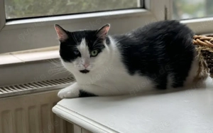 Taranis, hast du einen Platz für diesen wunderbaren Kater?