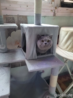 Britisch Kurzhaar Katze 