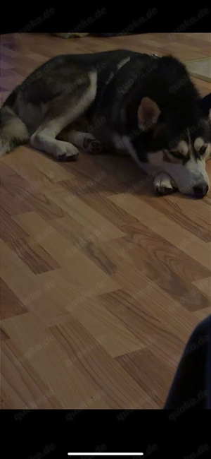 Sibirischer Husky Rüde 