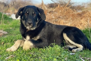 Ella, geb. ca. 09 2024,lebt in GRIECHENLAND,im städt. Tierheim Serres Bild 7