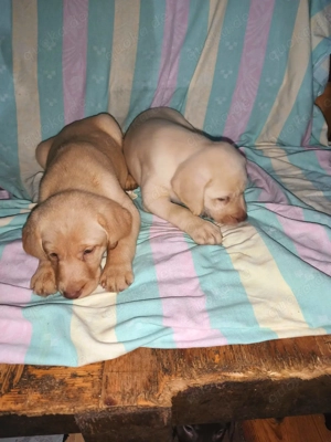 Reinrassiger Labrador Retriever