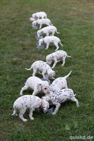 Dalmatinerwelpen ab sofort verfügbar