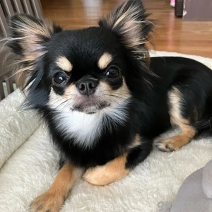 11 Monate alte Chihuahua-Hündin sucht neues Zuhause