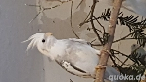 NYmphensittiche    Bild 3